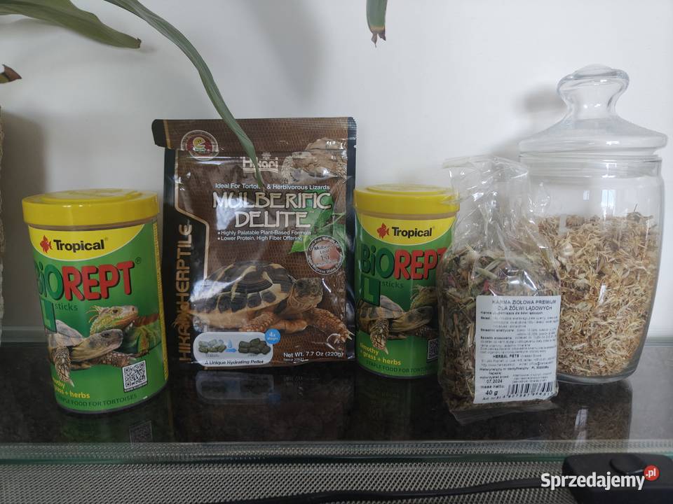 Sprzedam żółwia greckiego z terrarium i innymi Warszawa