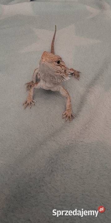 agama brodata Białystok