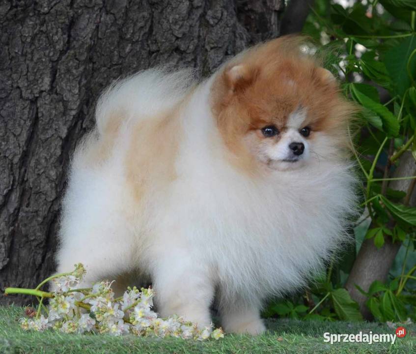 Szpice miniaturowe mazowieckie Gostynin