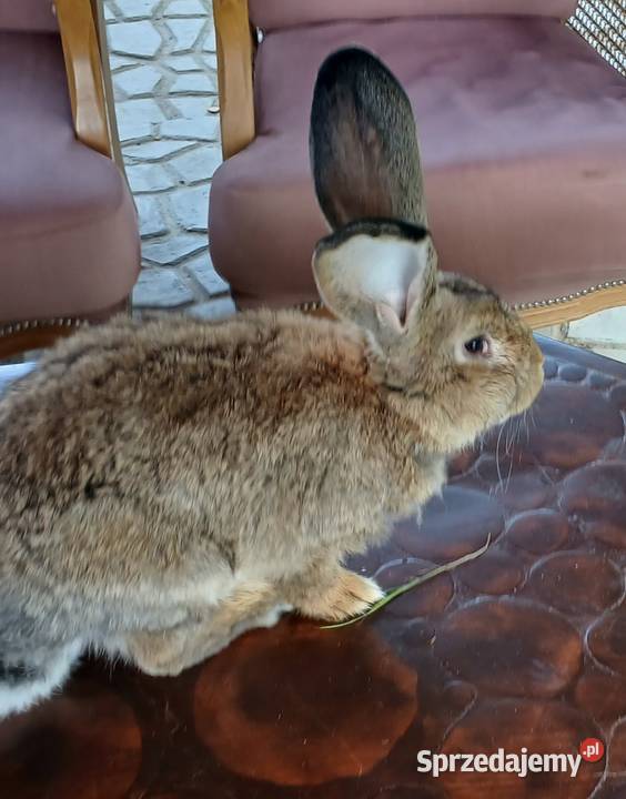Króliki belgijskiebarany francuskie srokacze Skarżysko-Kamienna