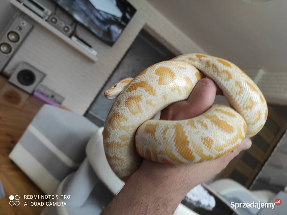Pyton tygrysi samica roczna Chobędza