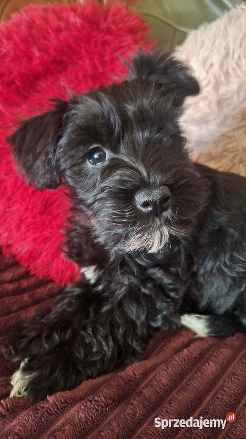 Cudna sunia sznaucerek miniaturowy CZARNA
