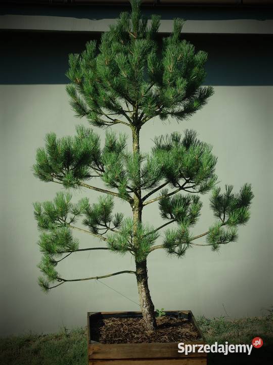 Drzewo Sosna Czarna Niwaki 270 320 Puis Juodoji Bonsai Skierniewice