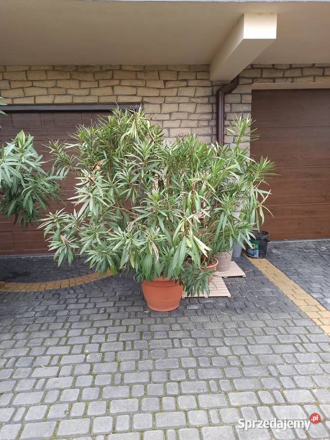 Sprzedam duże Oleandry 170 Lublin sprzedam