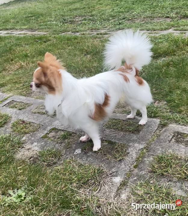 Piękny piesek chihuahua ZKwP Trzebnica