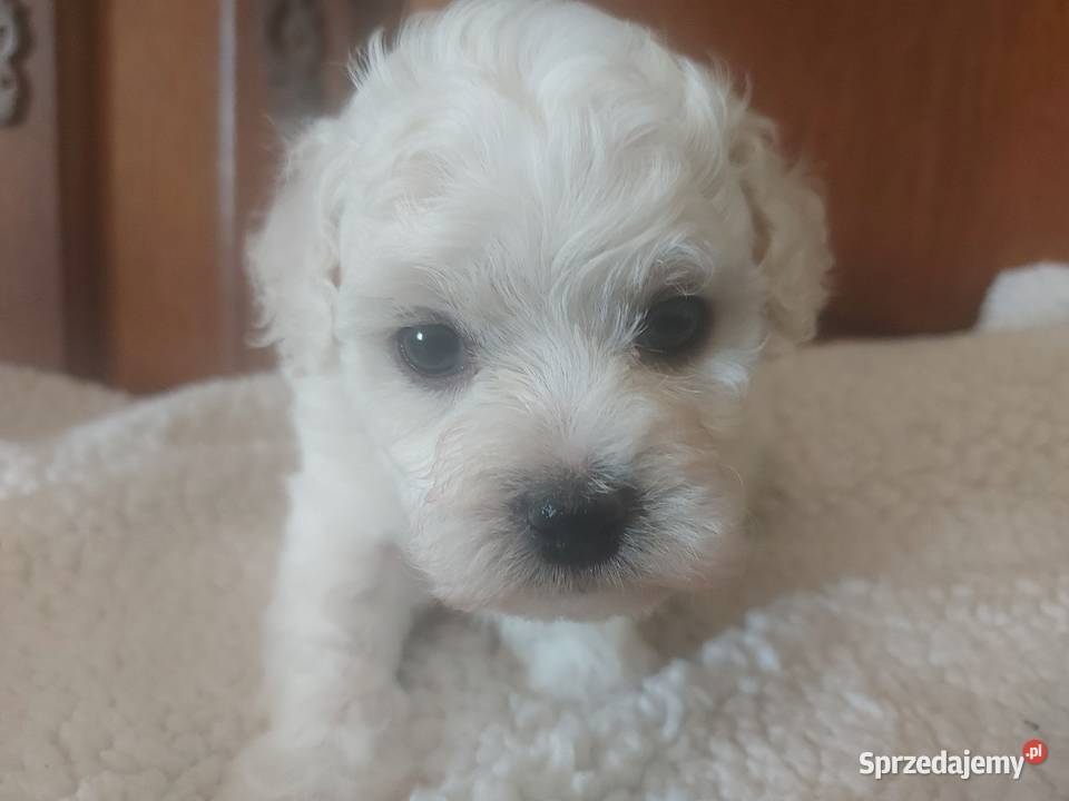 Bichon frise Fci Toszek sprzedam