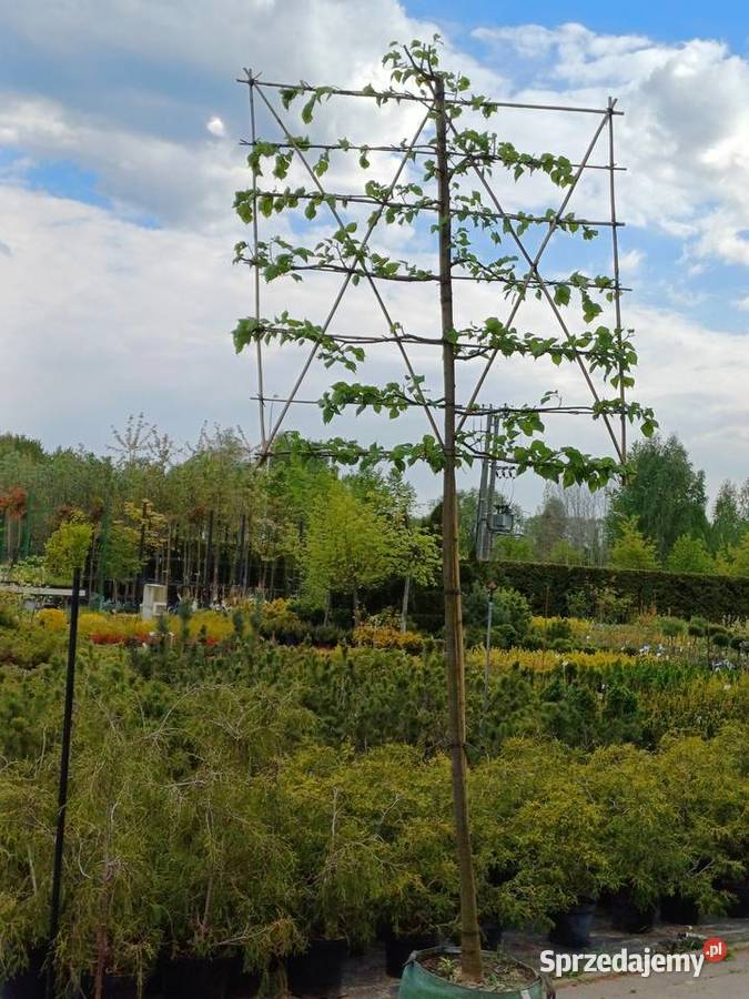 Lipa drobnolistna formowana Białystok