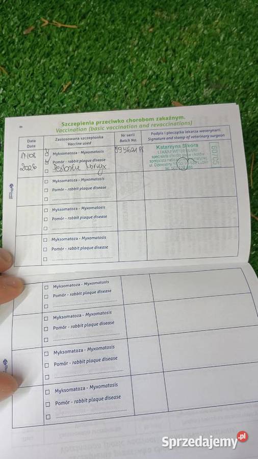 Sprzedam króliki miniaturki Tomaszów Lubelski