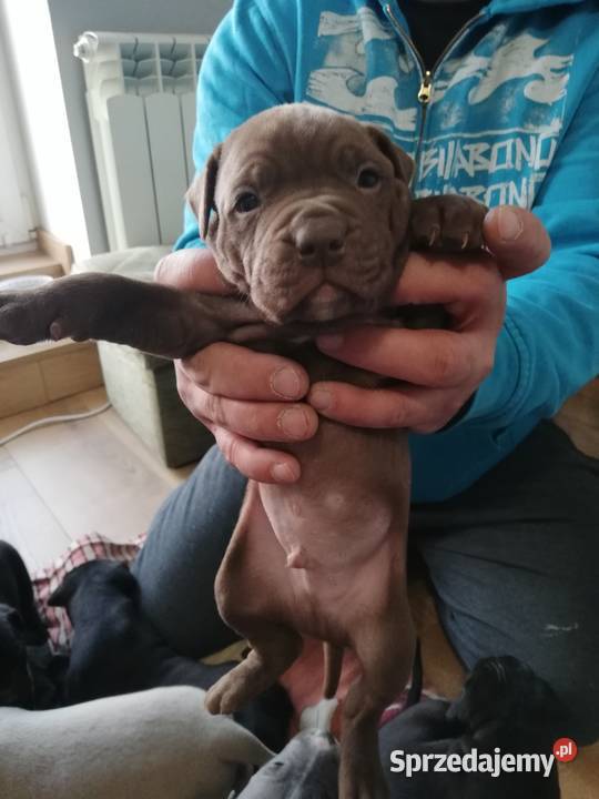 American Pitbull Terier Ciechanów