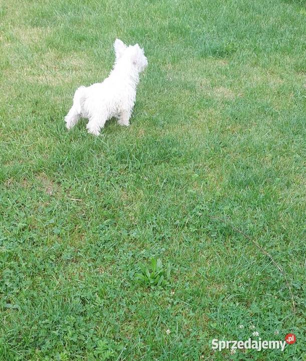 Piesek West Highland White Terrier sprzedam