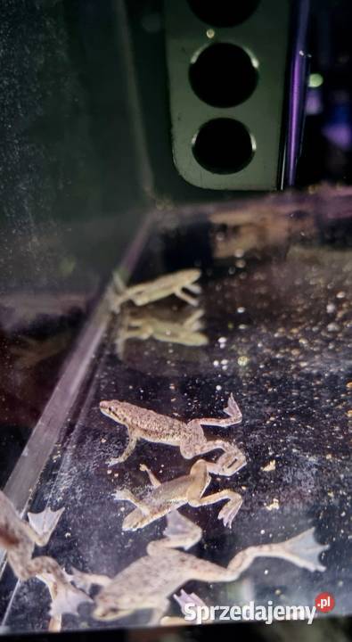 Karlik szponiasty Żaby akwariowe Ryby Rybnik