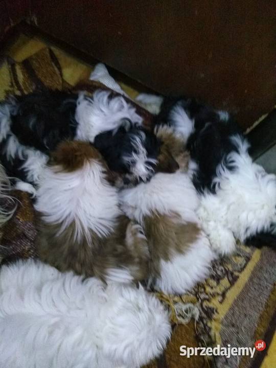 pieski Shih Tzu 3 dziewczyni i 3 chłopcow kujawsko-pomorskie Unisław