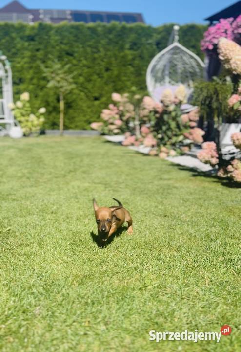 Piękne Jamniczki miniaturki rude Kraków sprzedam