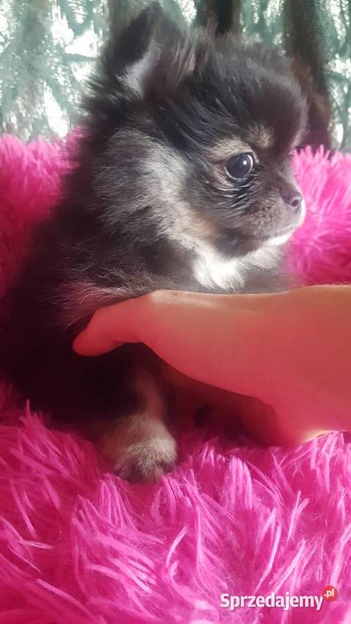 Suczka szpic pomeranion mazowieckie Płońsk