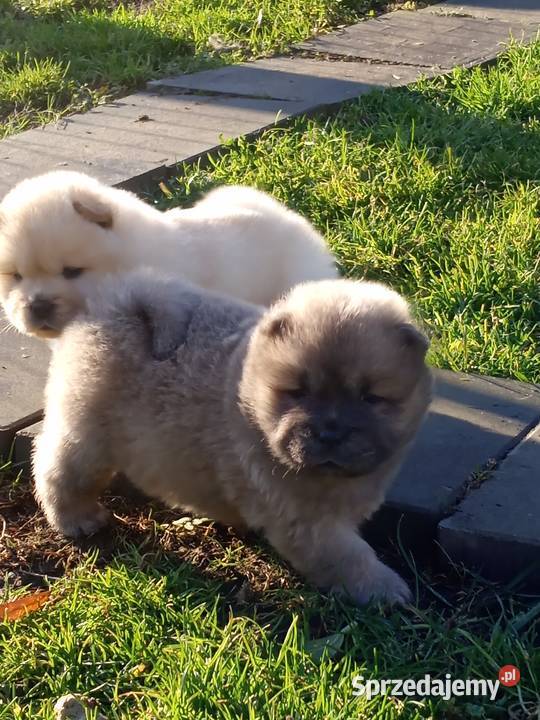 Chów chow szczeniaki Jasienica Dolna