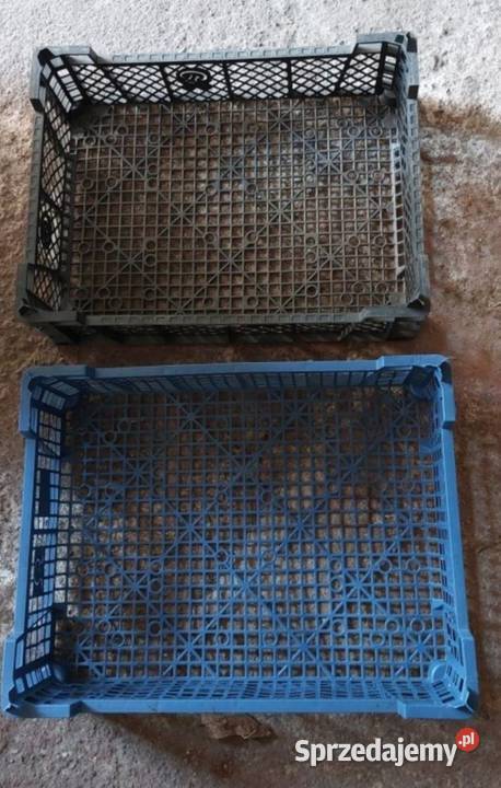 Skrzynki plastikowe pojemniki na pieczarki wielkopolskie Czempiń
