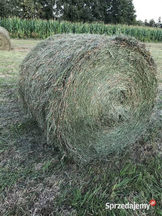 Sianokiszonka kiszonka bele Wartkowice