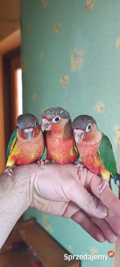 Papugi rudosterki ręcznie karmione Tychy