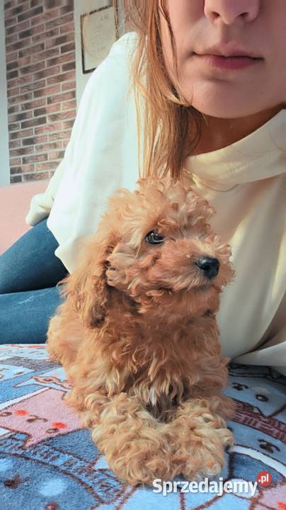 Pudel toyminiatura red