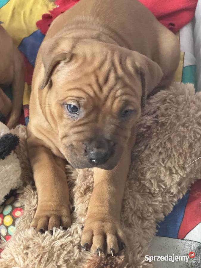 Rednos american Pit bull terrier szczeniaki Grodzisk Mazowiecki