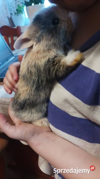Śliczne młode króliki królik odmiana miniaturka