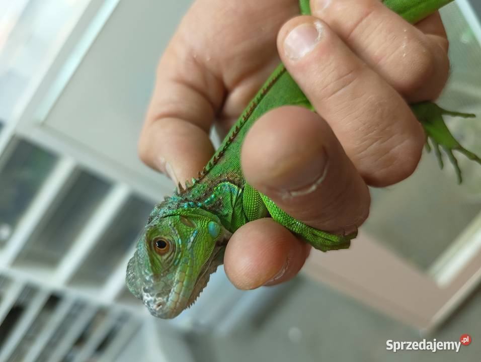 Legwan zielony Iguana Red blue i green dolnośląskie Jawor