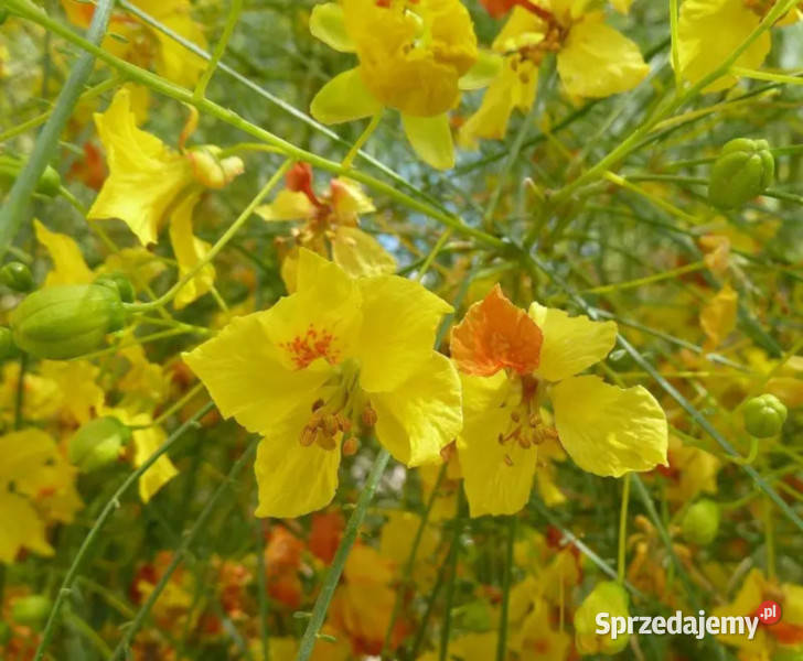 PARKINSONIA ANCULEATA Parkinsonia anculeata