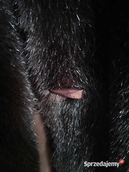 Futerko kamizelka futrzana narzutka XXL Gdańsk