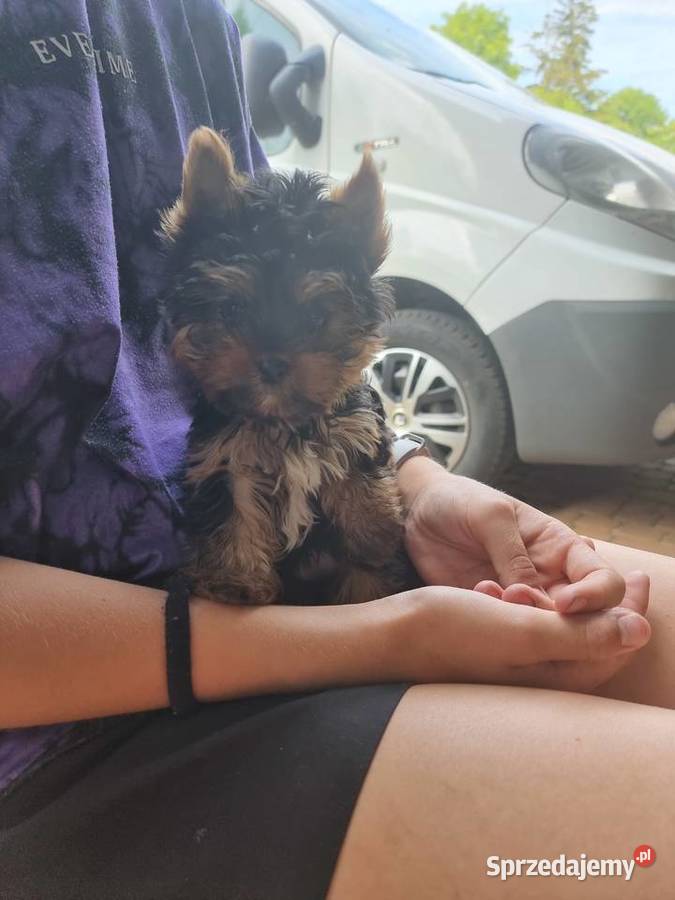 York terrier Grabów nad Prosną