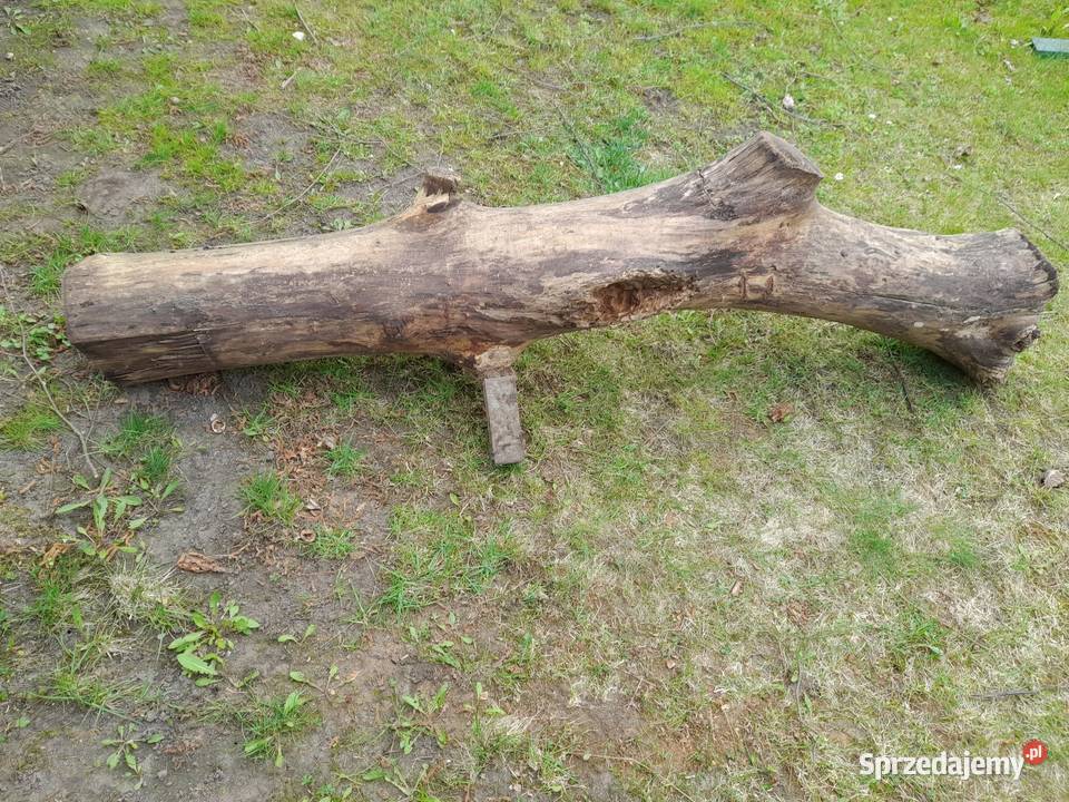 Sprzedam 2 m konar orzecha włoskiego Poznań