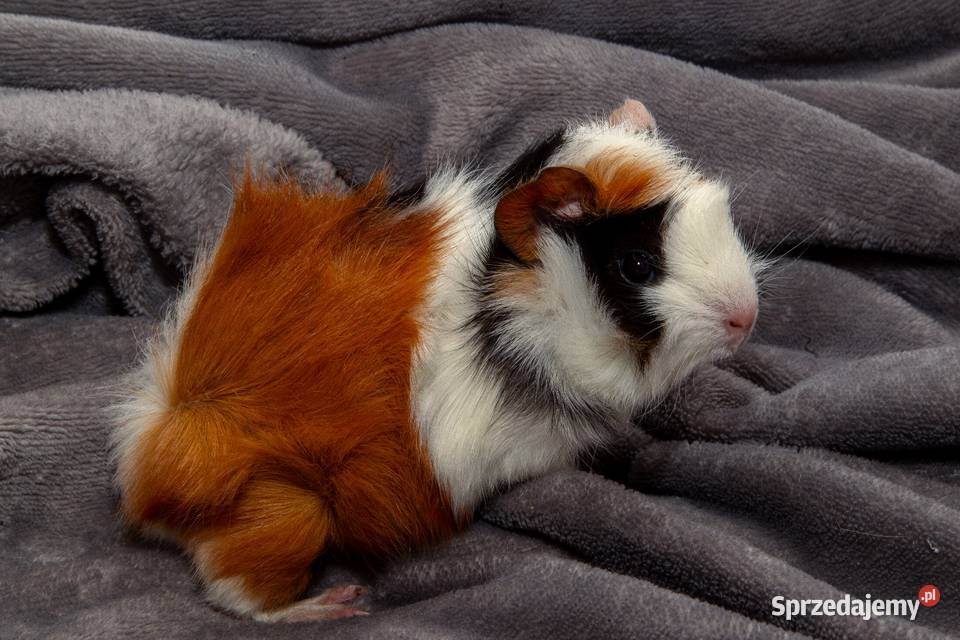 świnka morska cavia domowa SAMICA Koszyce Wielkie