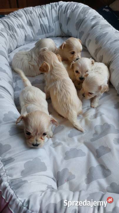 Maltipoo szczeniaczki