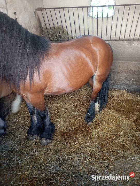 Sprzedam klacz zimnokrwistą w typie ardena lubelskie Izbica-Wieś