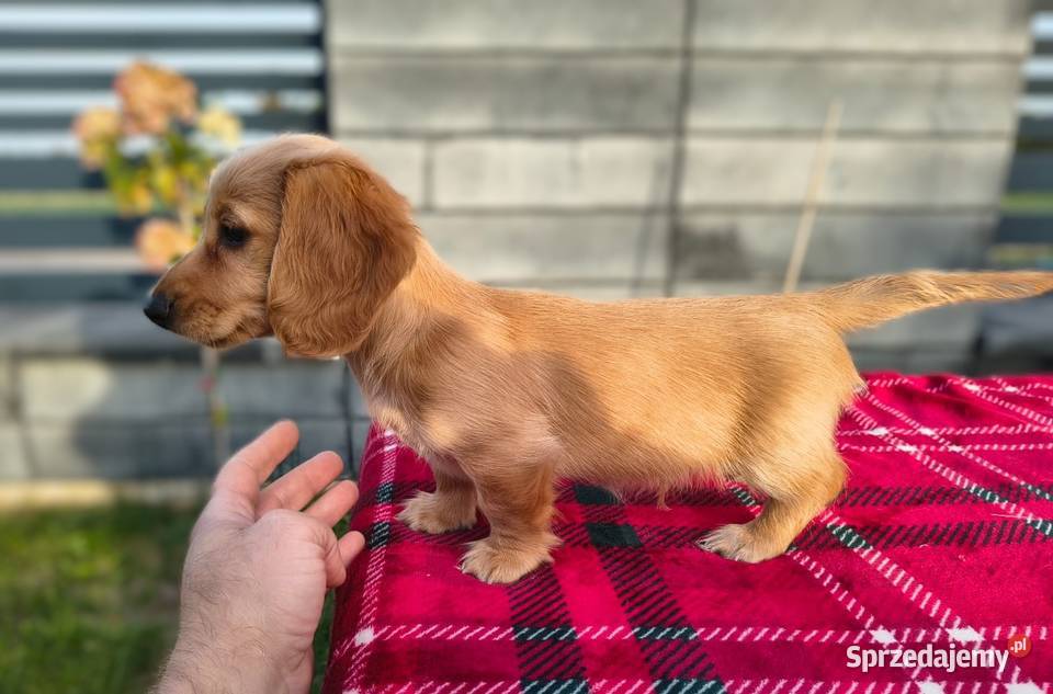 Jamnik długowłosy Dackel dachshund Biszkoptowe Żychlin