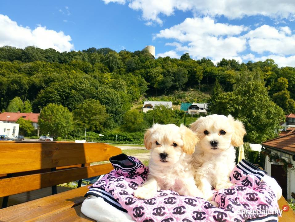 Maltipoo XS rodowodowe maltańczyk pudel Lublin