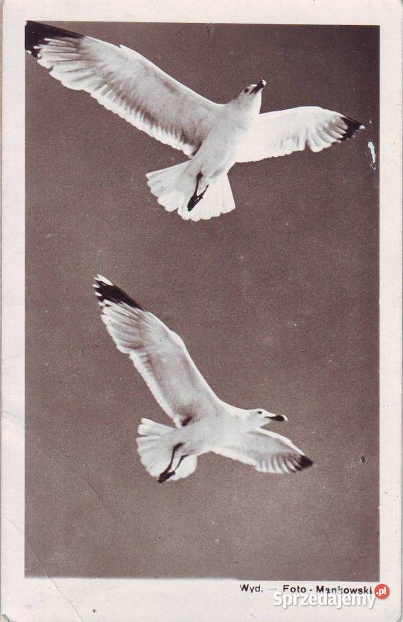 K Poczt Mewy w locie Gliwice