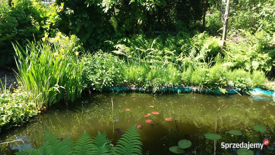 Ogródek działkowy Chorzów