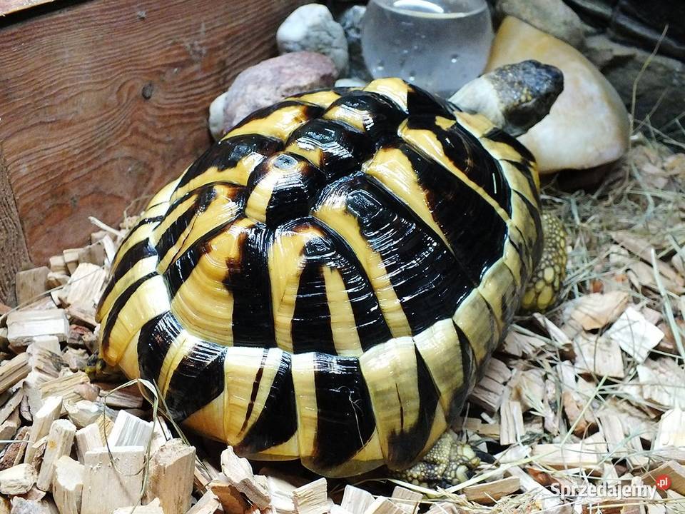 Żółw Grecki Samica ok 30 10 lat lubuskie Lubsko