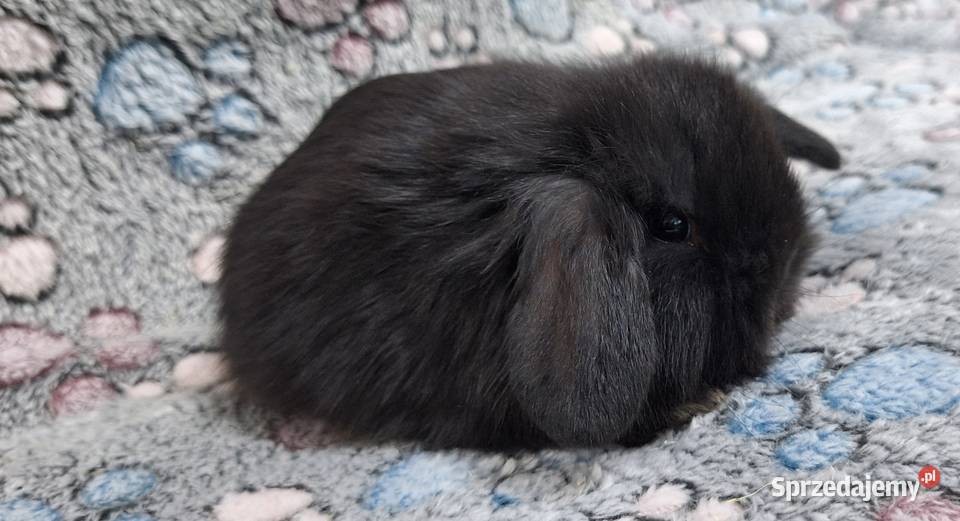 Króliczek Baranek Mini Lop samiczka Gryzonie Wołomin