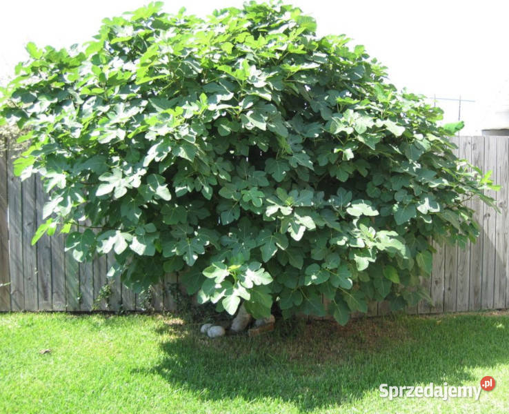 FIGOWIEC Figi Brown Turkey sadzonki w doniczkach