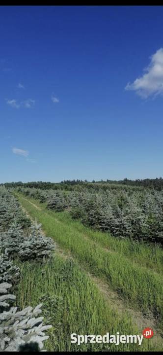 Jodła kaukaska Świerk serbski pospolity srebrny Białachowo sprzedam