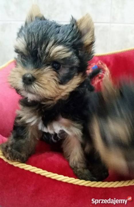 Yorkshire Terrier York Yorki Kraków Kraków