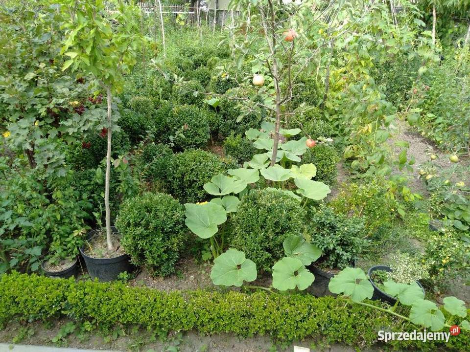 Bukszpan sadzonki Stalowa Wola