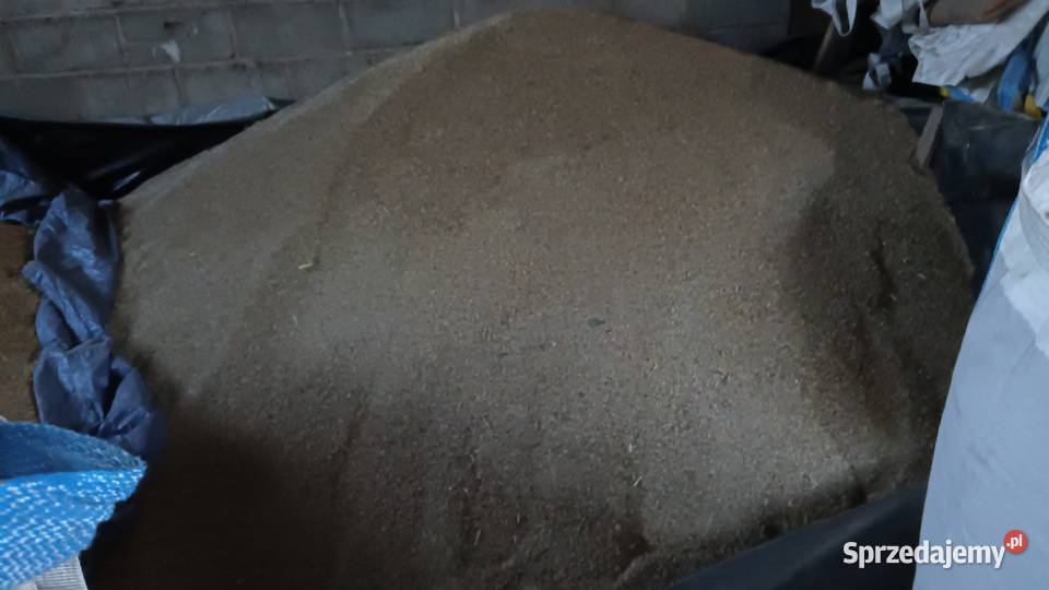 Sprzedam pszenicę Euforia i Arkadia wielkopolskie sprzedam