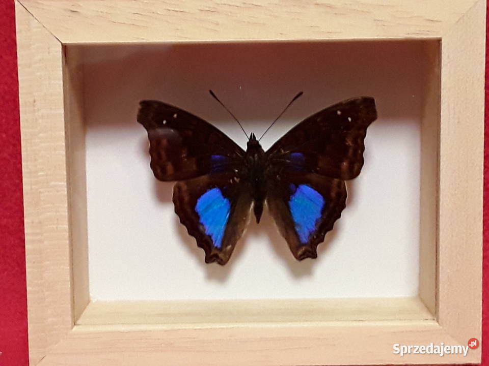 Motyl w ramce 10 x 8 Doxocopa cyane Meksyk Szczecin