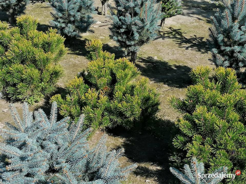 sosna kosodrzewina Winter Gold Skała