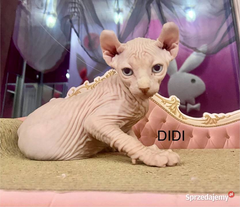 Sfinks elf księżniczki łyse Rodowód