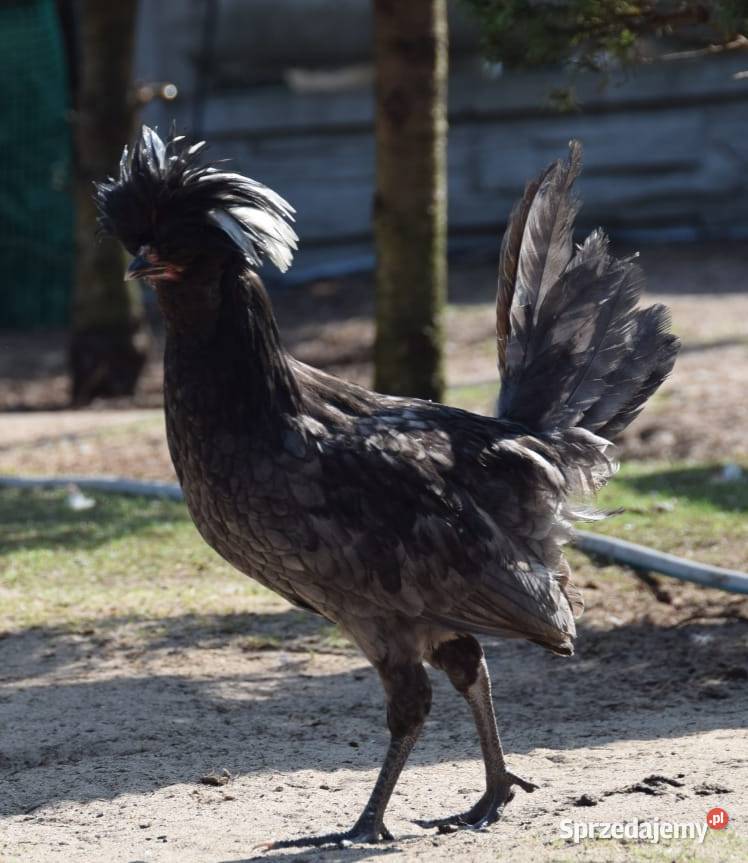 Koguty czubatki Łochów