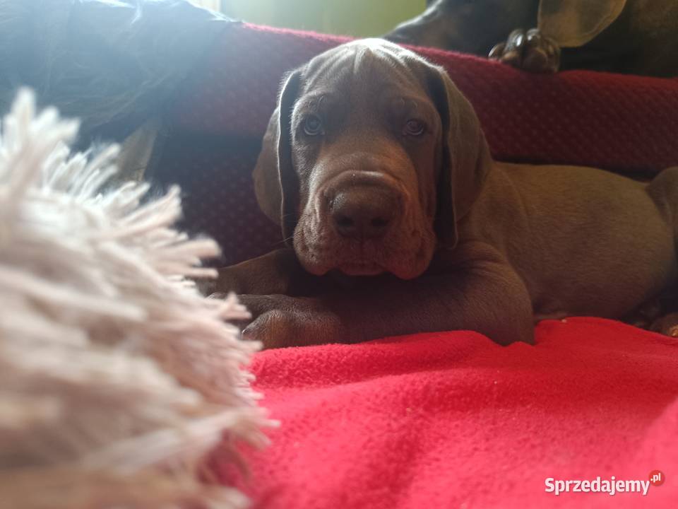 Dog niemiecki sprzedam