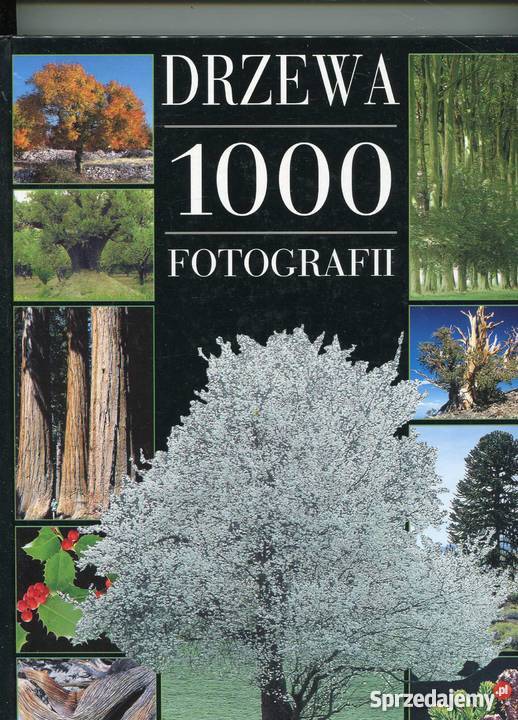 Drzewa 1000 fotografii Szczecin